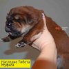 Щенки от пары Ерик х Конфета